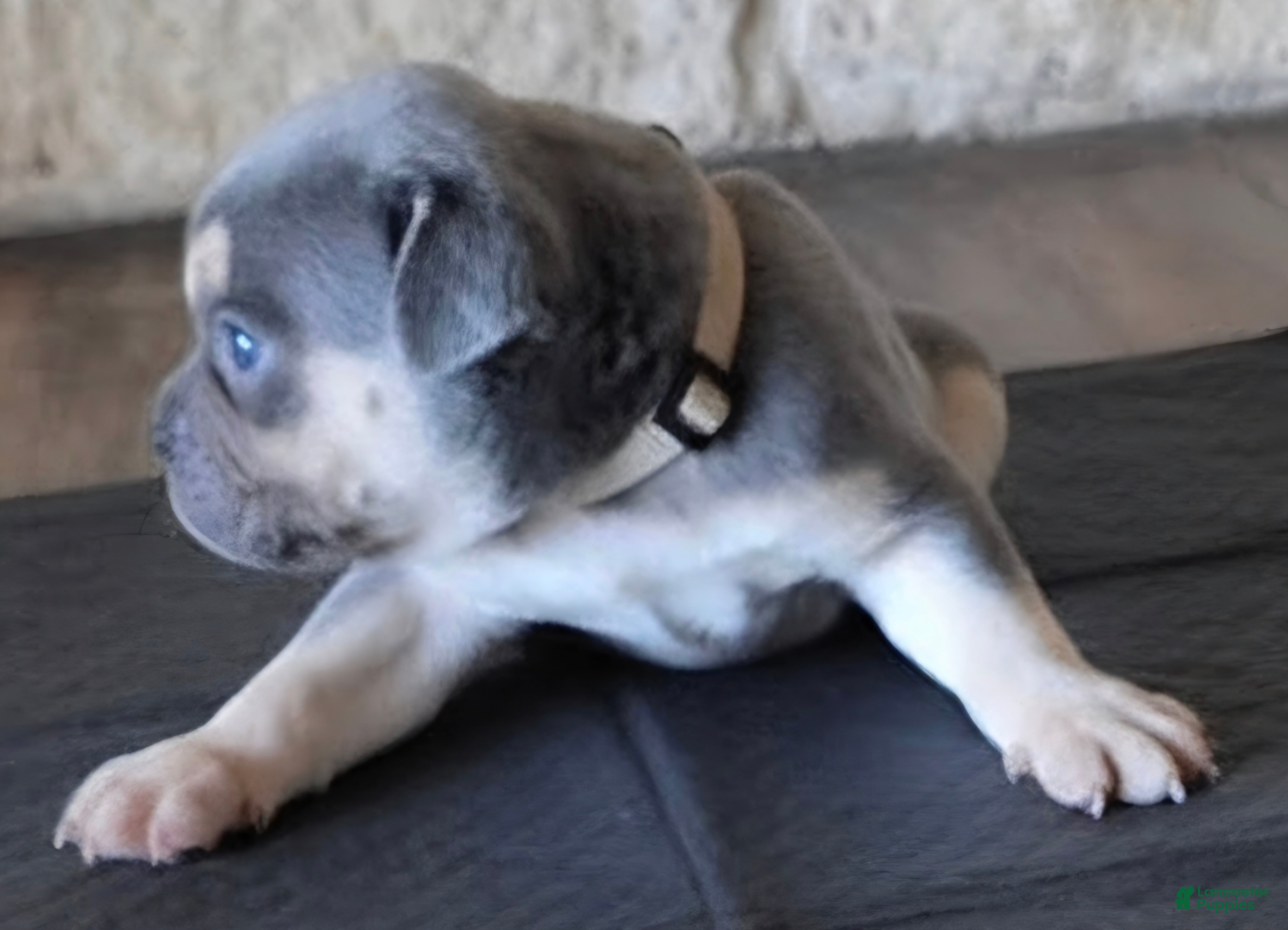 American Bully dogs Aspen - Ad 2
