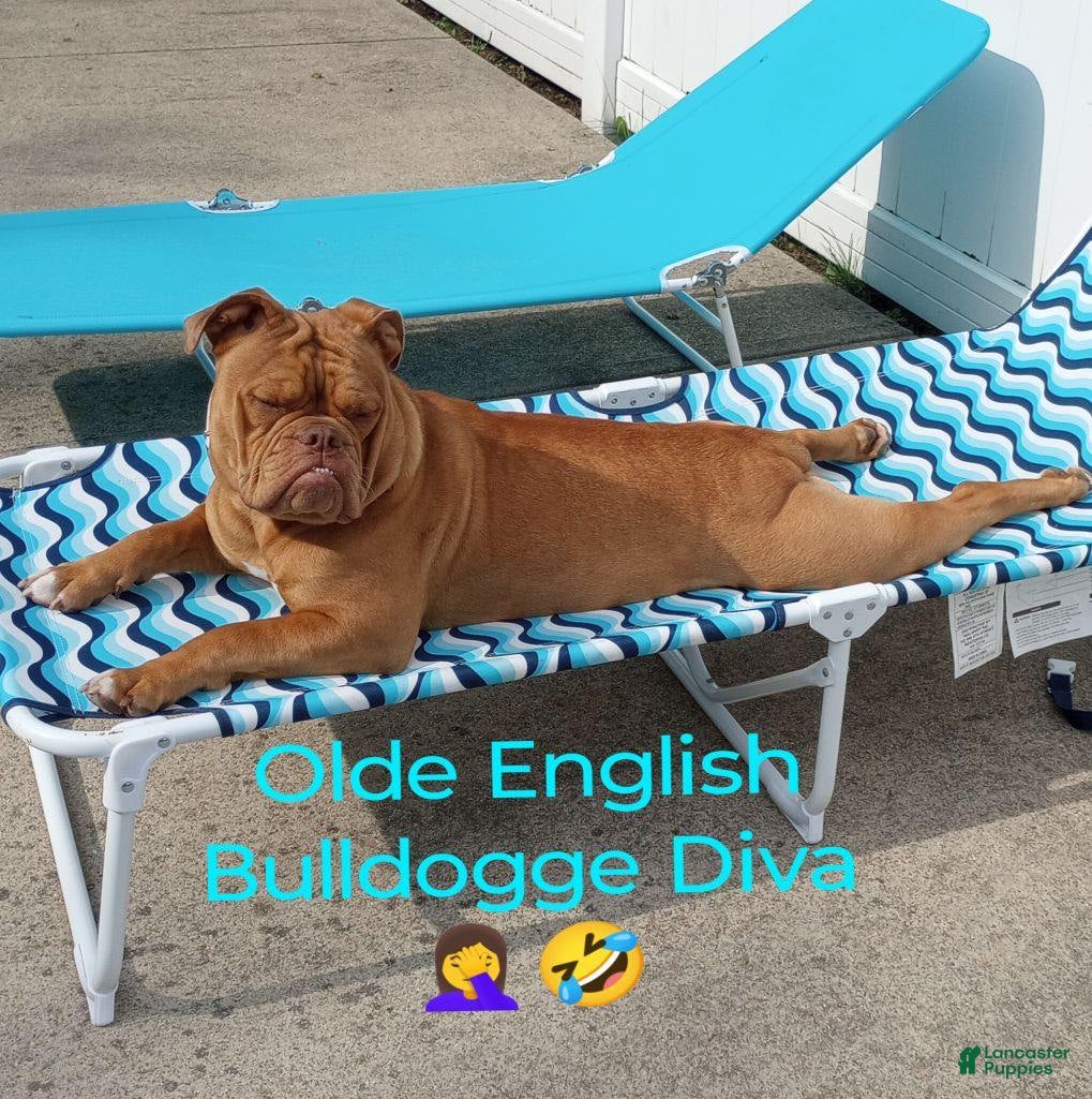 Olde English Bulldogge dogs Olde English Bulldogge Puppy 6 - Ad 2