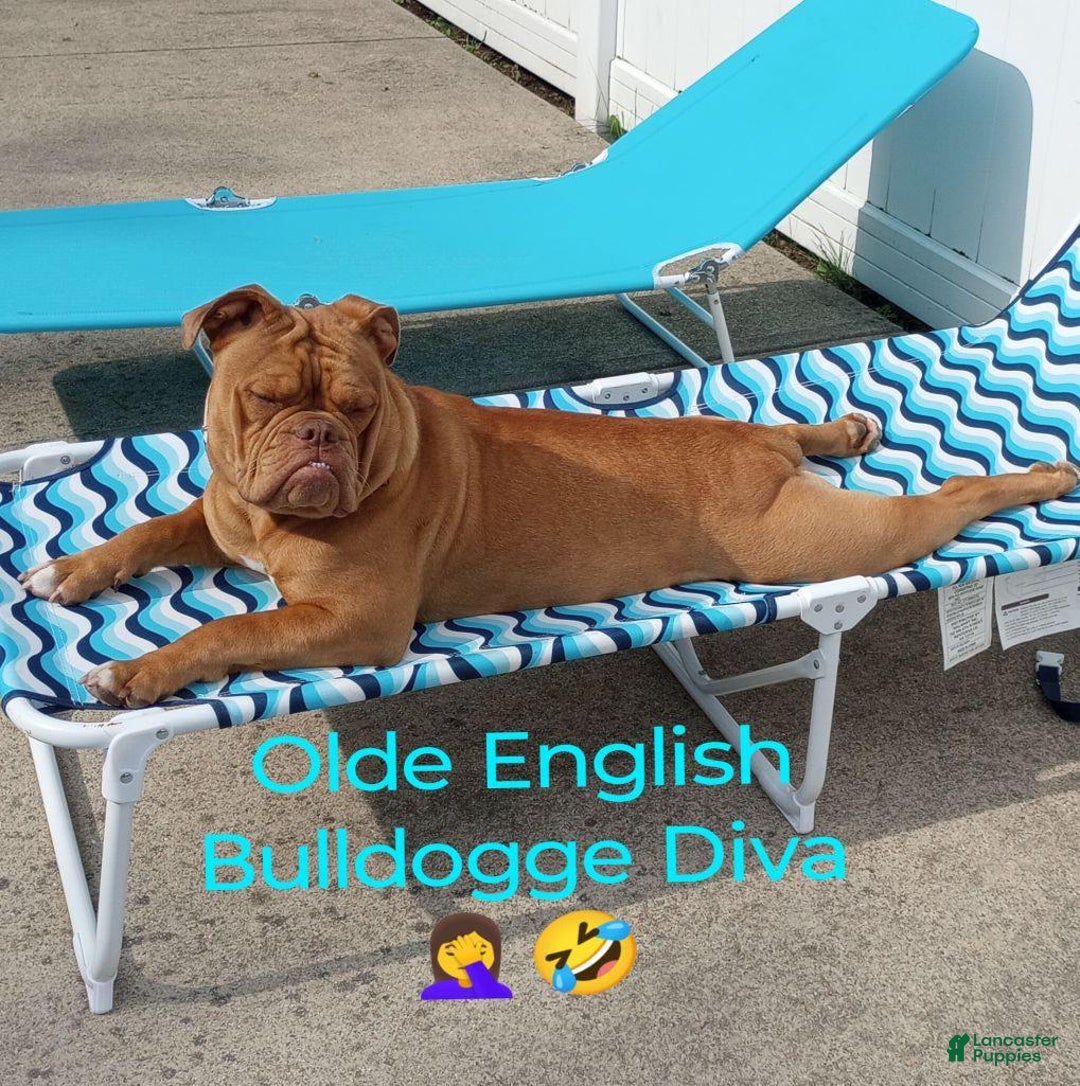 Olde English Bulldogge dogs for sale: Olde English Bulldogge Puppy 3 - Ad 4