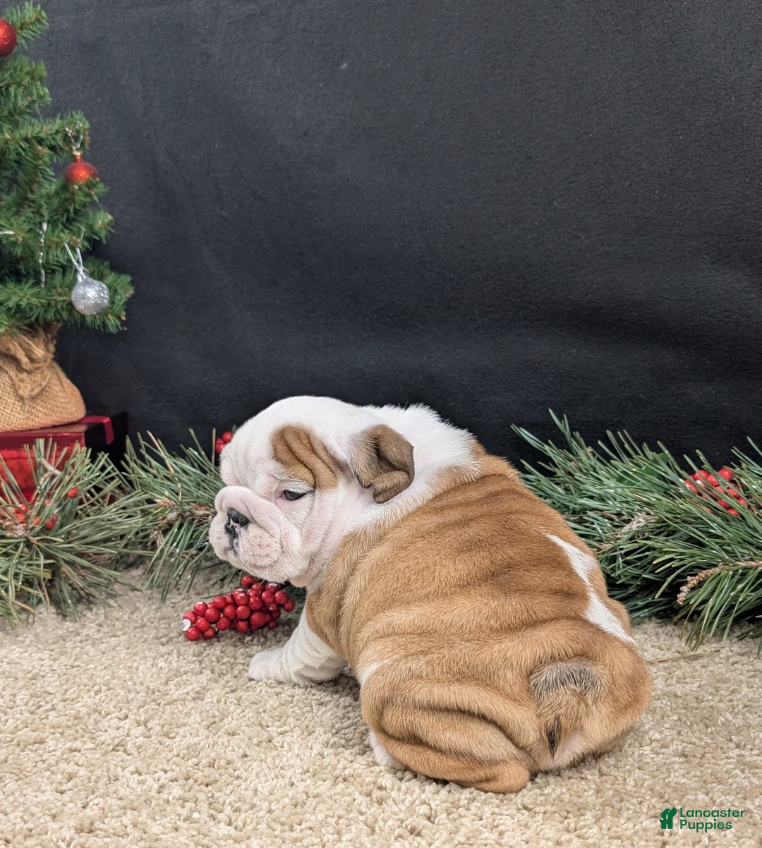 English Bulldog dogs for sale: Rudy - Ad 9