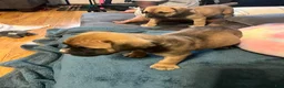 Mixed Breed dogs for sale: Chunk Rock - Ad 7
