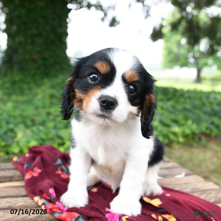 Cavalier King Charles Spaniel dogs Gatsby - Ad 2