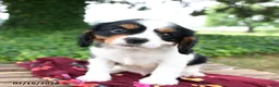 Cavalier King Charles Spaniel dogs for sale: Gatsby - Ad 2