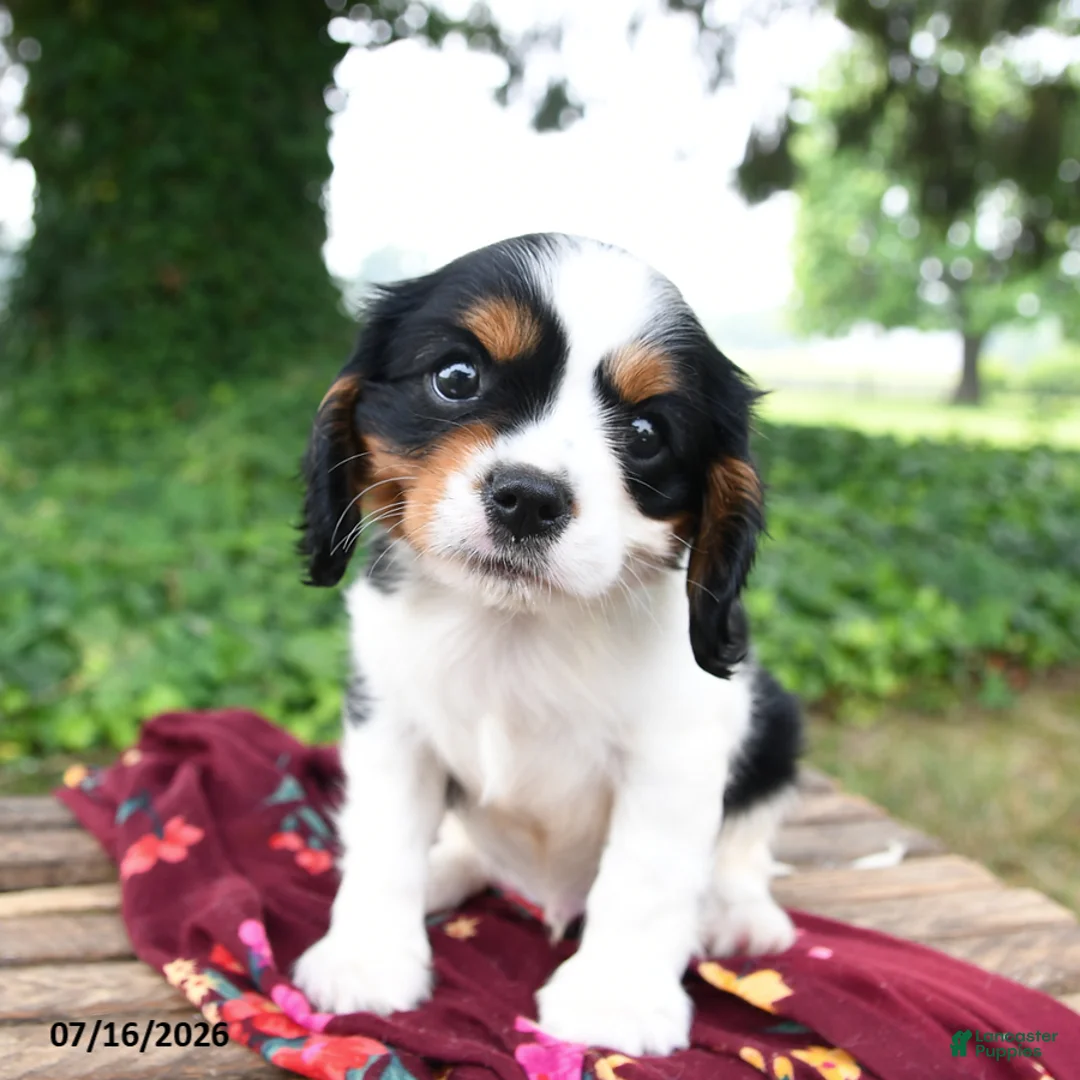 Cavalier King Charles Spaniel dogs for sale: Gatsby - Ad 2