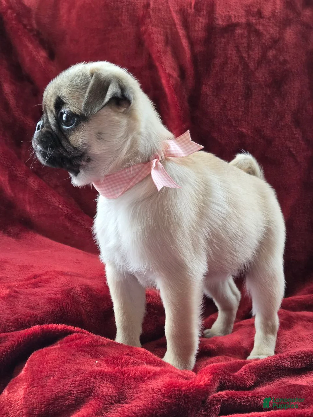 Pug dogs for sale:  valentine 💓 - Ad 4