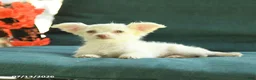 Chihuahua dogs for sale: Paisley - Ad 5