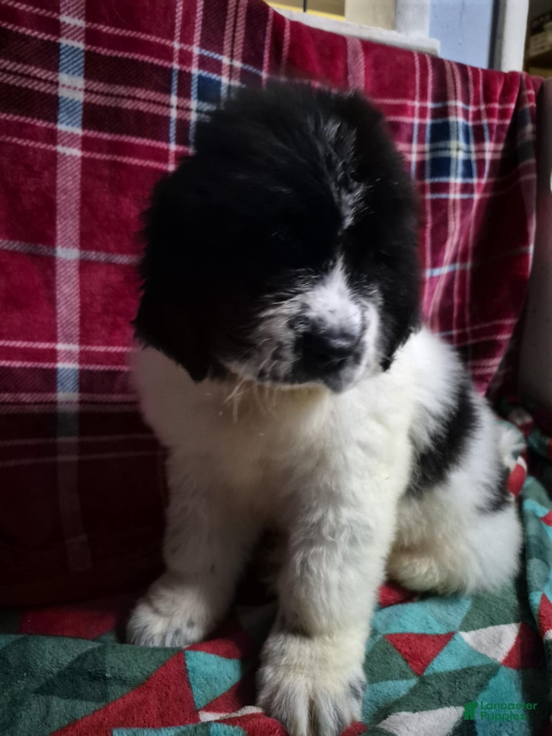 Newfoundland dogs for sale: Newfoundland Puppy 1 - Ad 3