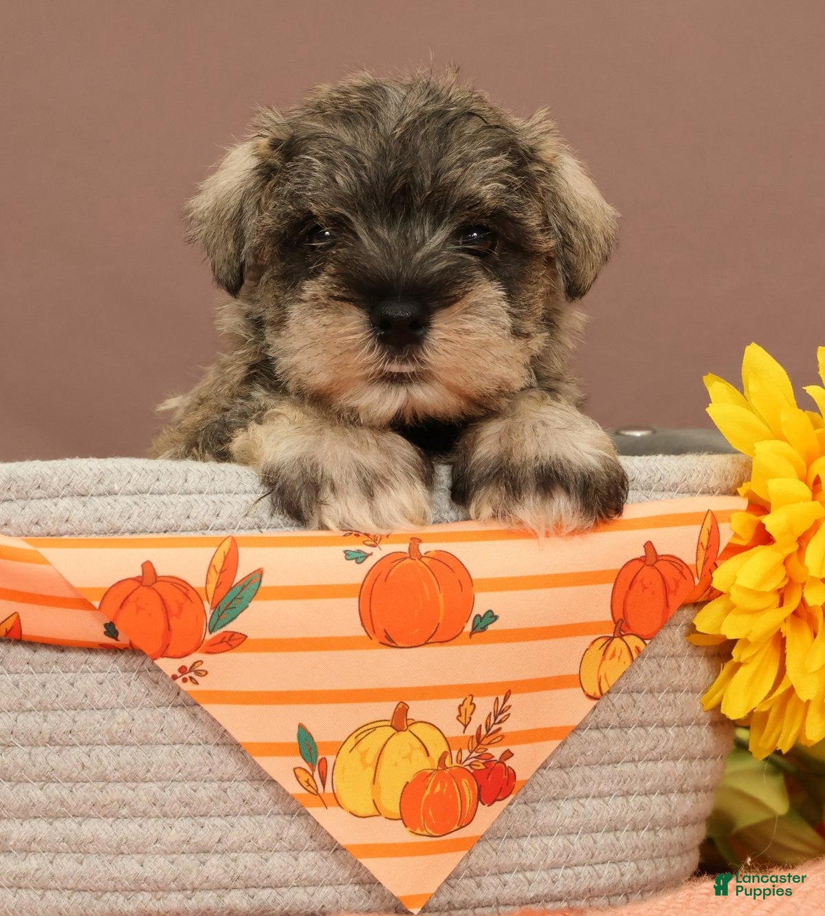 Miniature Schnauzer dogs Hamilton - Ad 1