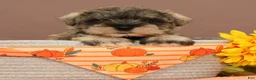 Miniature Schnauzer dogs for sale: Hamilton - Ad 1