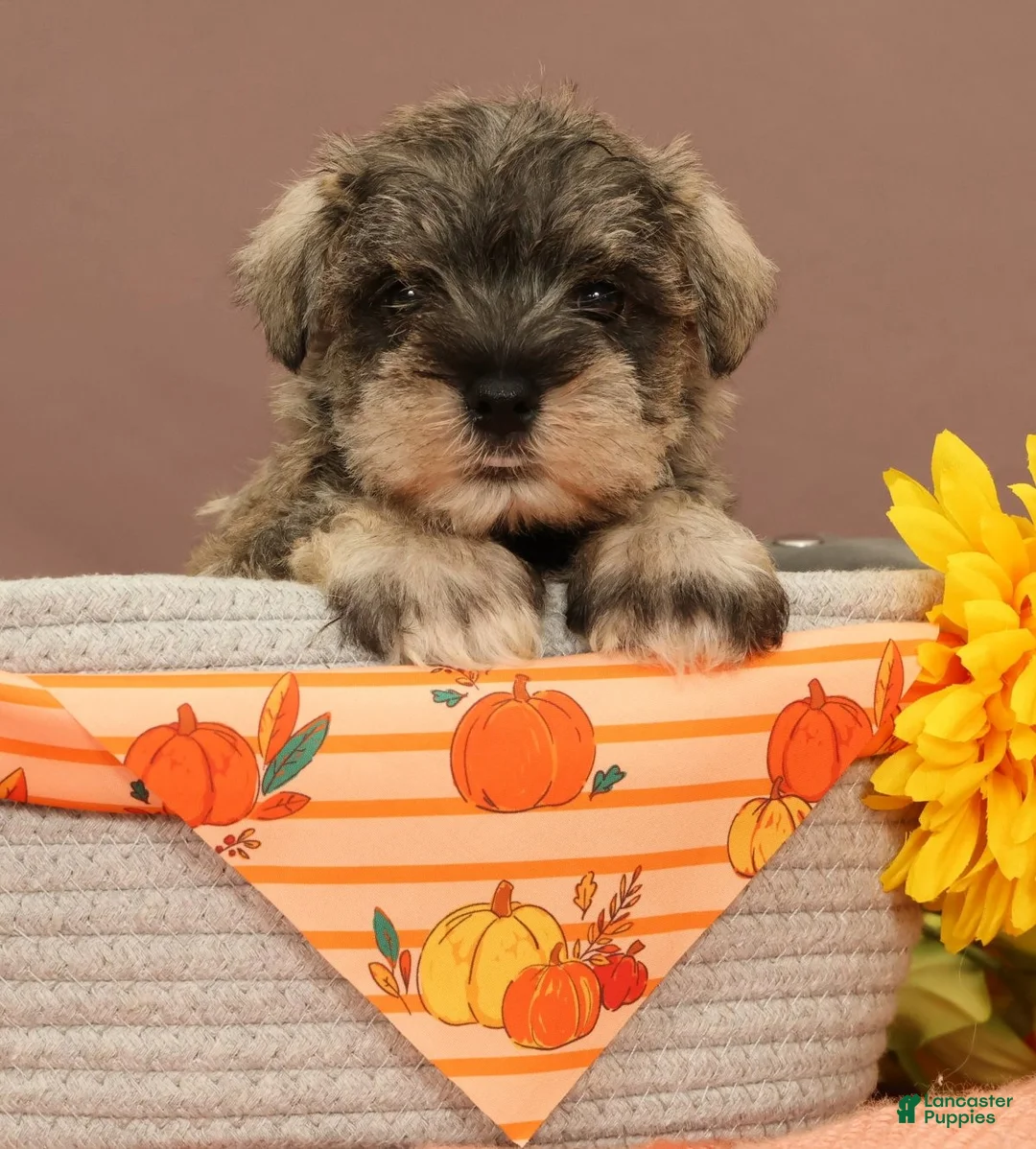 Miniature Schnauzer dogs for sale: Hamilton - Ad 1