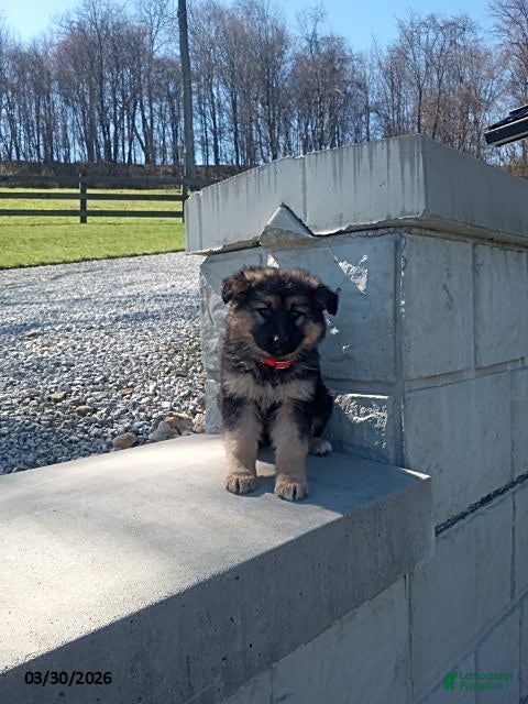 German Shepherd dogs Sally - Ad 2