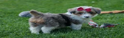 Corgipoo dogs for sale: NANCY - Ad 9