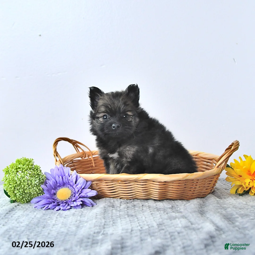 Pomeranian dogs for sale: Blacky - Ad 3