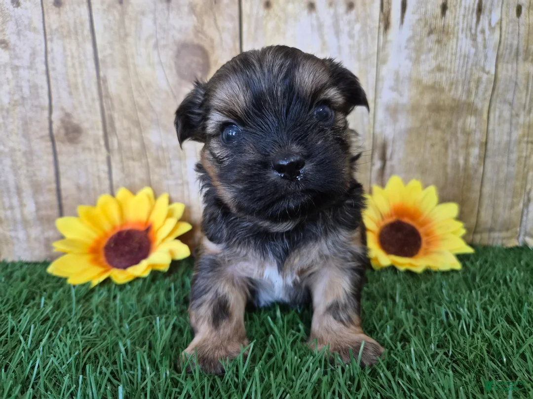 Shorkie dogs for sale: Whiskey - Ad 3