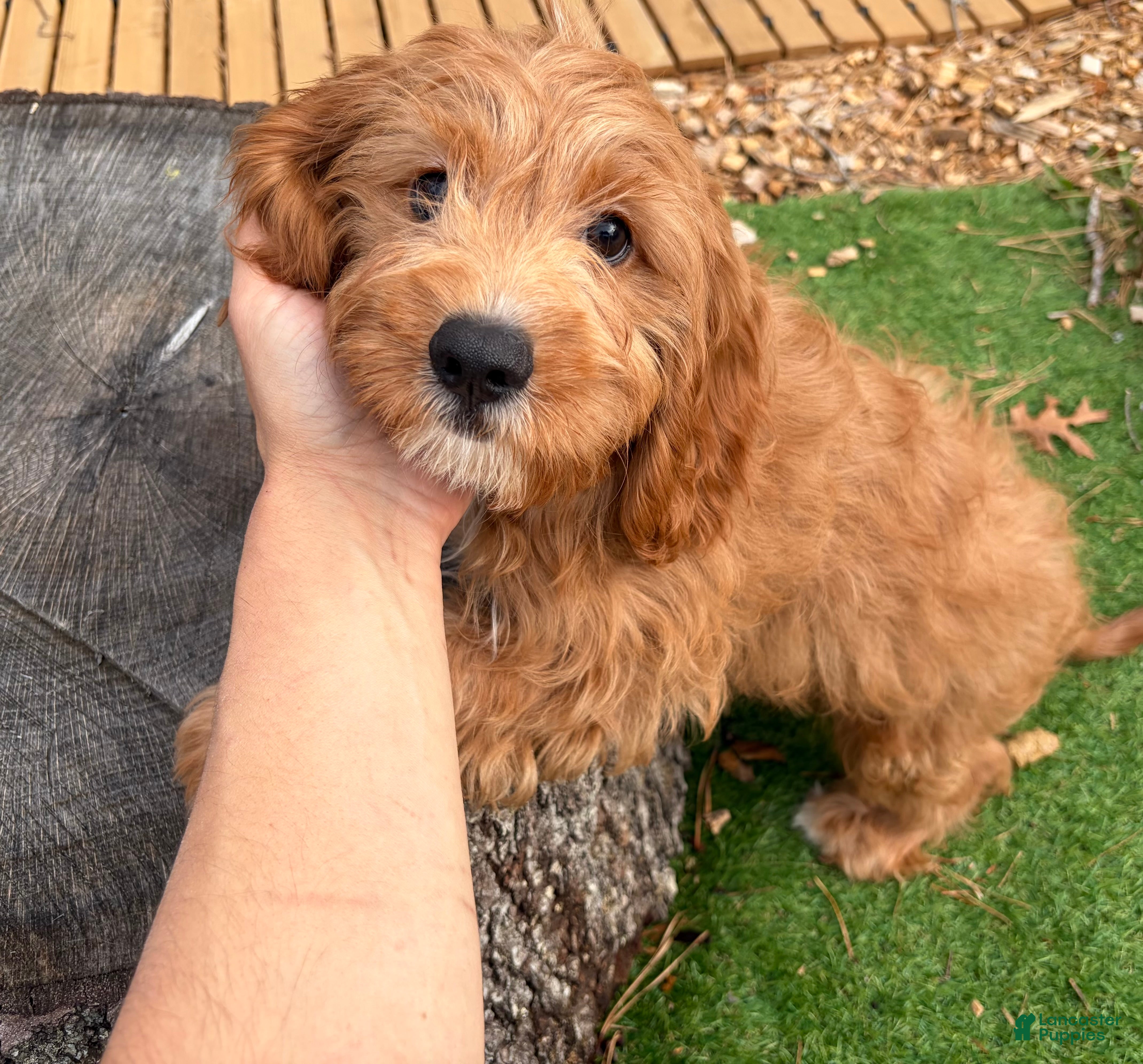 Cavapoo dogs Vemmo - Ad 1