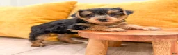 Yorkshire Terrier dogs for sale: Luna - Ad 4