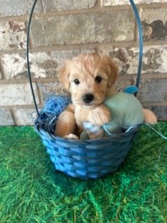 Schnoodle dogs Gucci - Ad 2