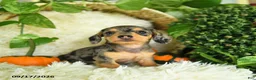 Miniature Dachshund dogs for sale: Sparkles - Ad 3