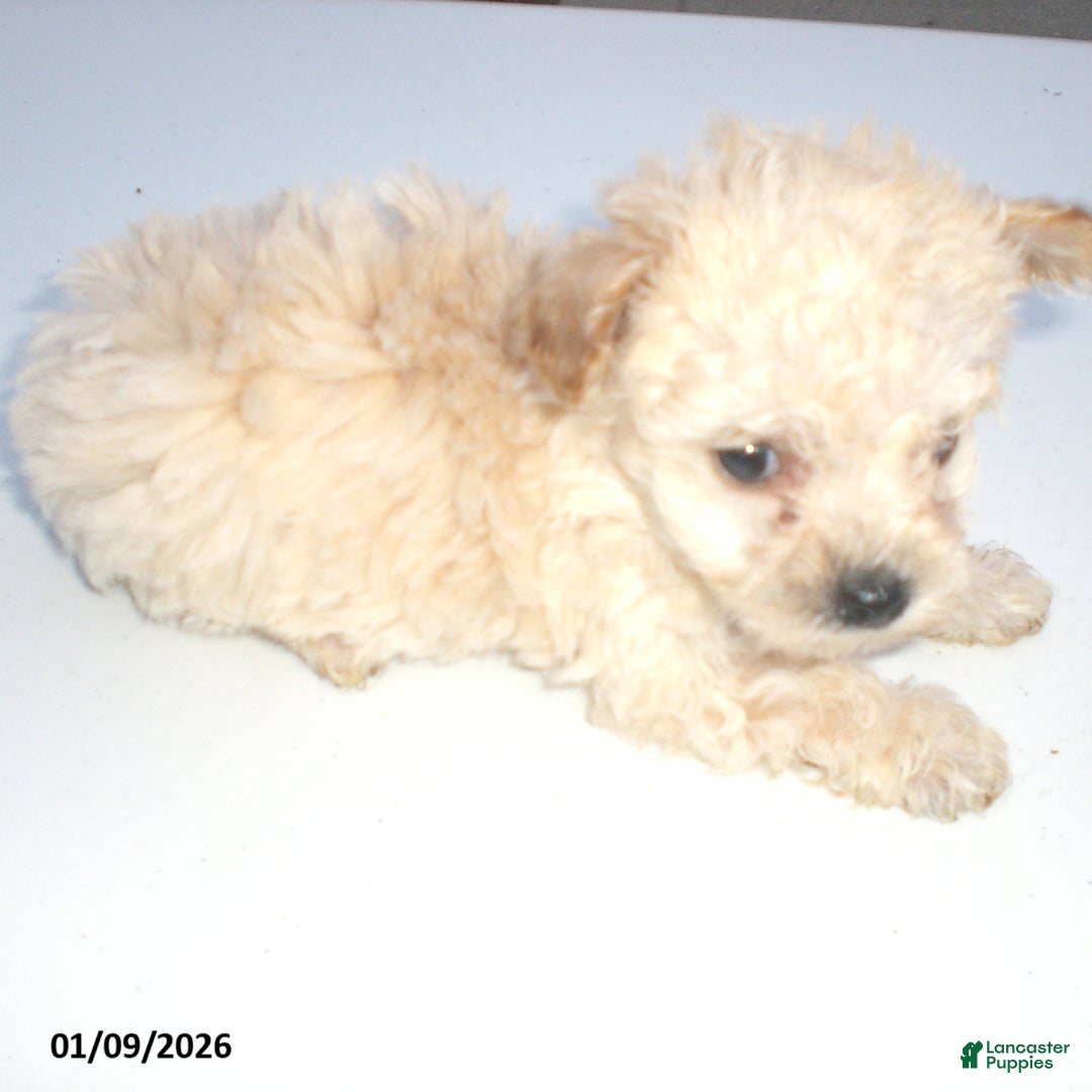Yorkiepoo dogs for sale: Kelly - Ad 4
