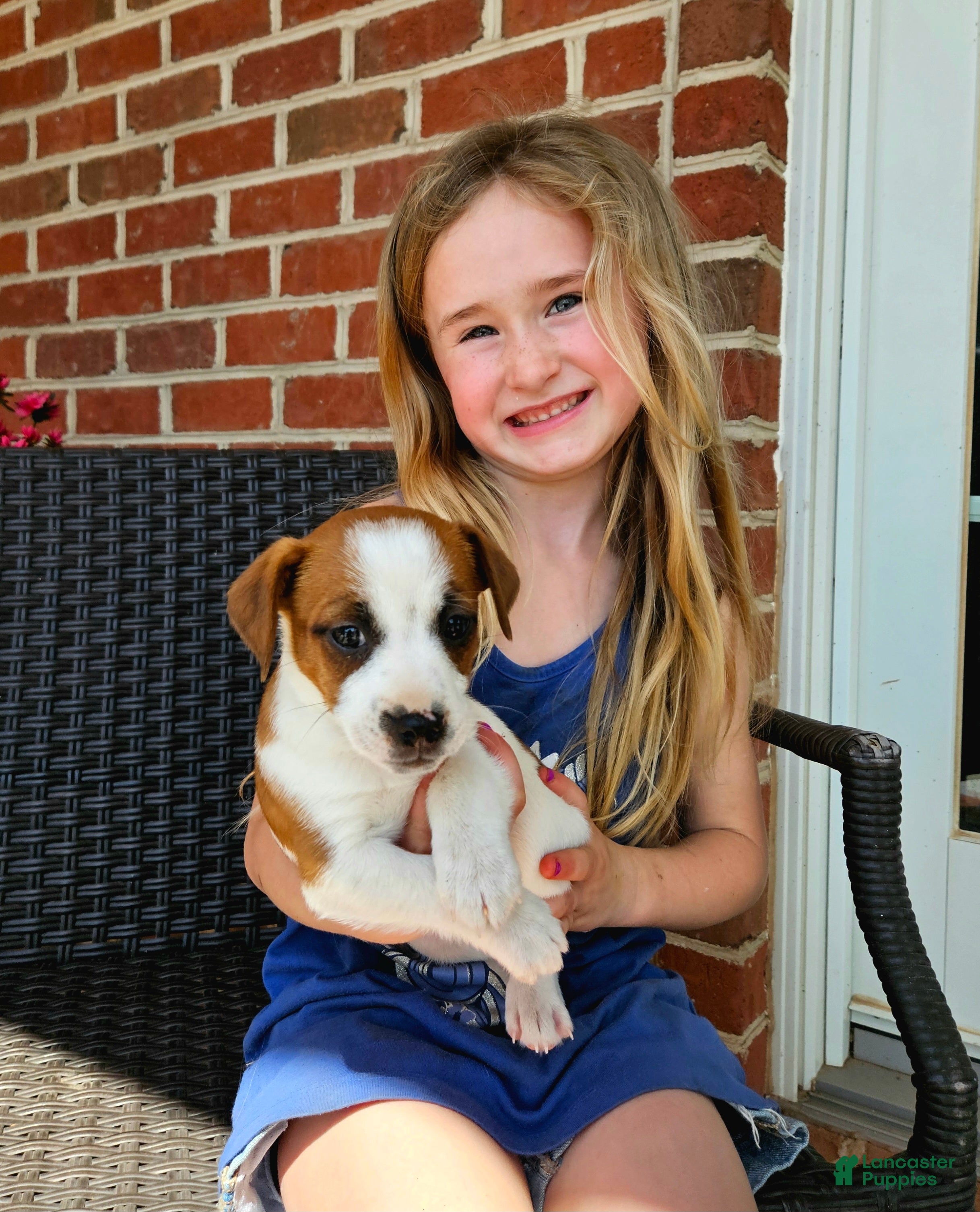 Jack Russell Terrier dogs Jack Russell Terrier Puppy 3 - Ad 1