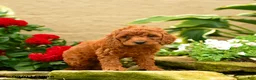 Miniature Poodle dogs for sale: Sugar Plum - Ad 3