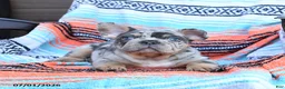 Mixed Breed dogs for sale: Chips - Ad 3