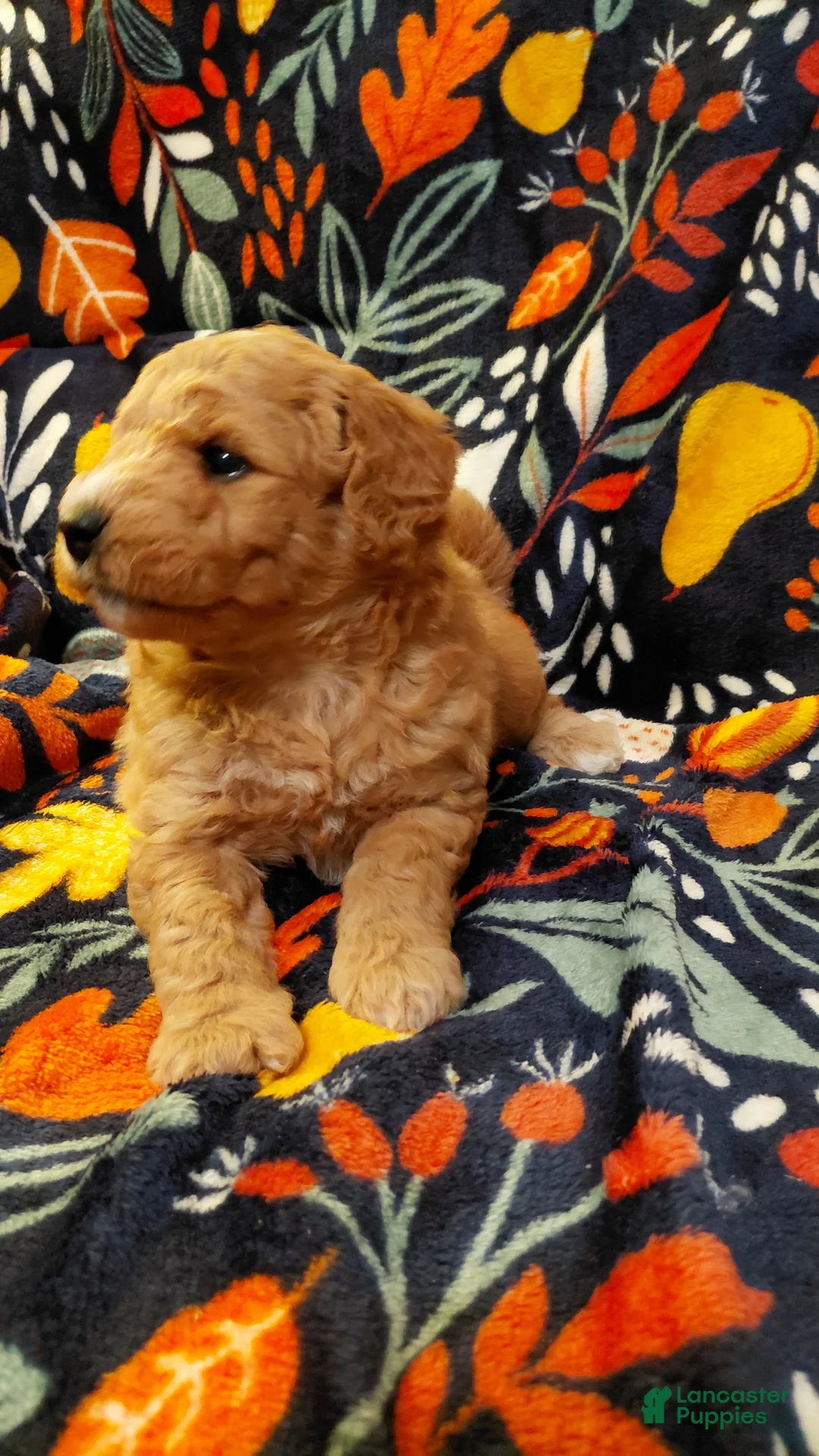 Mini Goldendoodle dogs for sale: Mountain Goldendoodle - Hazel - Ad 1