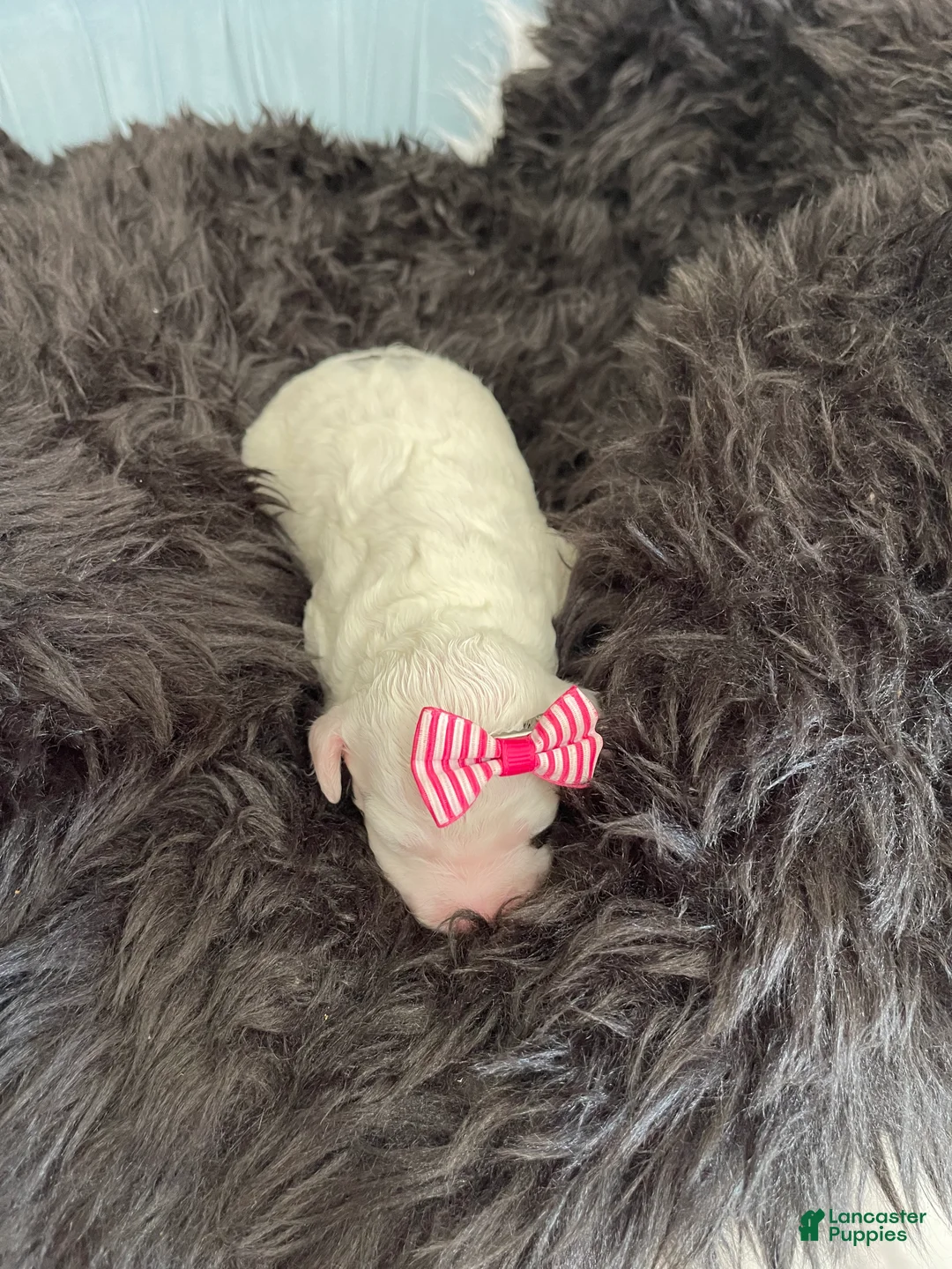 Miniature Poodle dogs for sale: Akc Clear 🧬 Tested Poodle Girl - Ad 6