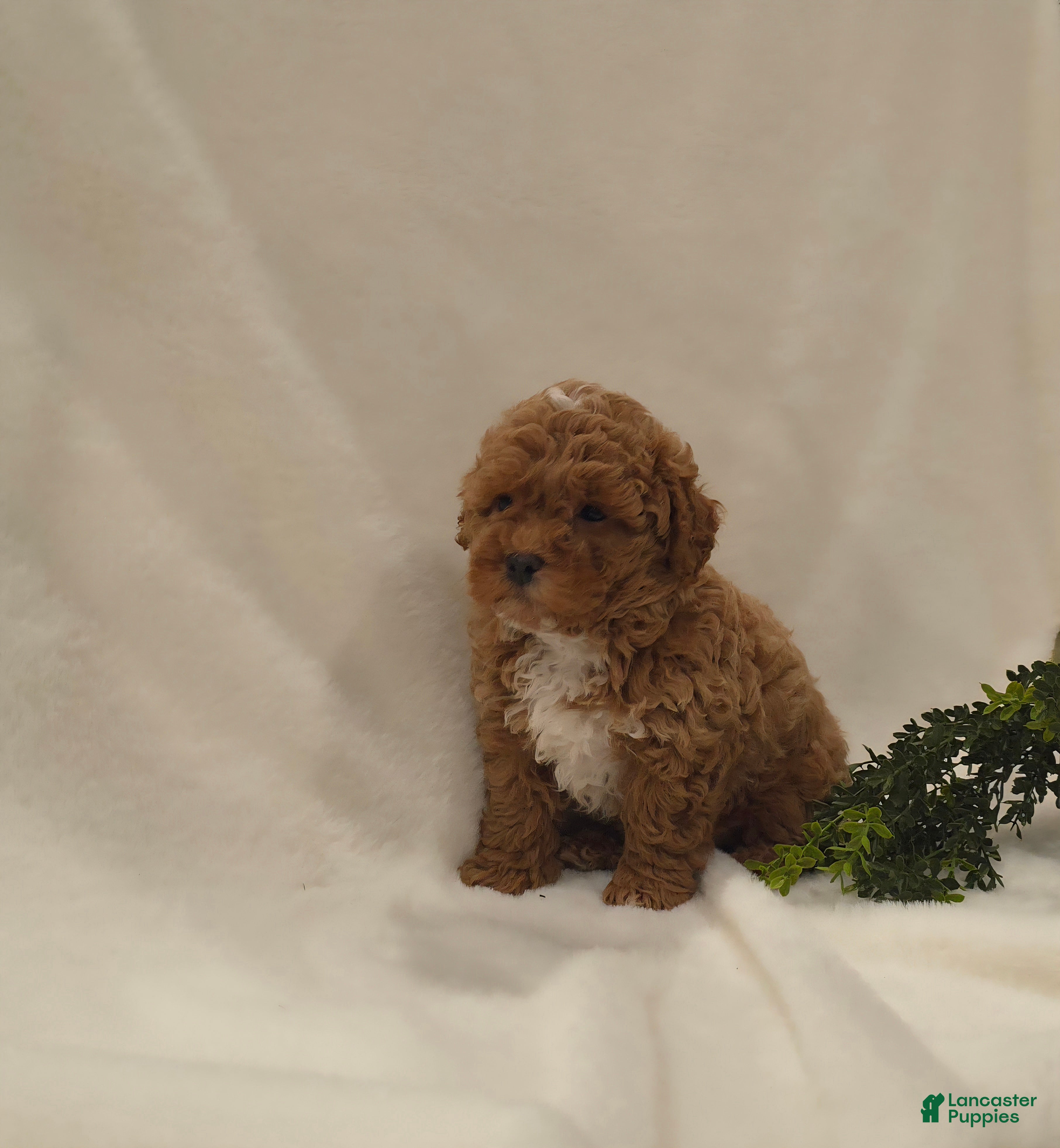 Cavapoo dogs for sale: Waffles  - Ad 2