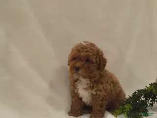 Cavapoo dogs for sale: Waffles - Ad 2
