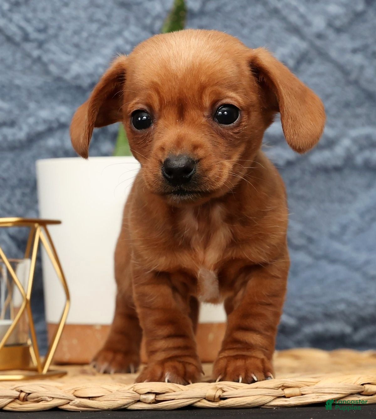 Miniature Dachshund dogs Beauty - Ad 26