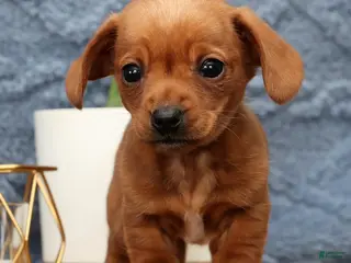 Miniature Dachshund dogs Beauty - Ad 26