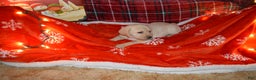 Labrador Retriever dogs for sale: Maragold - Ad 3
