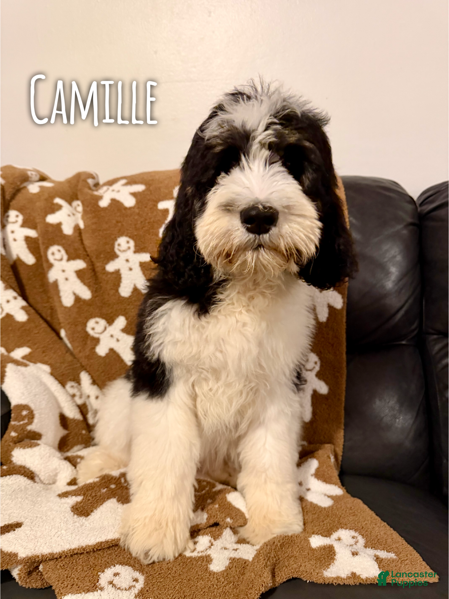 Saint Berdoodles dogs Camille - Standard F1b - Ad 1