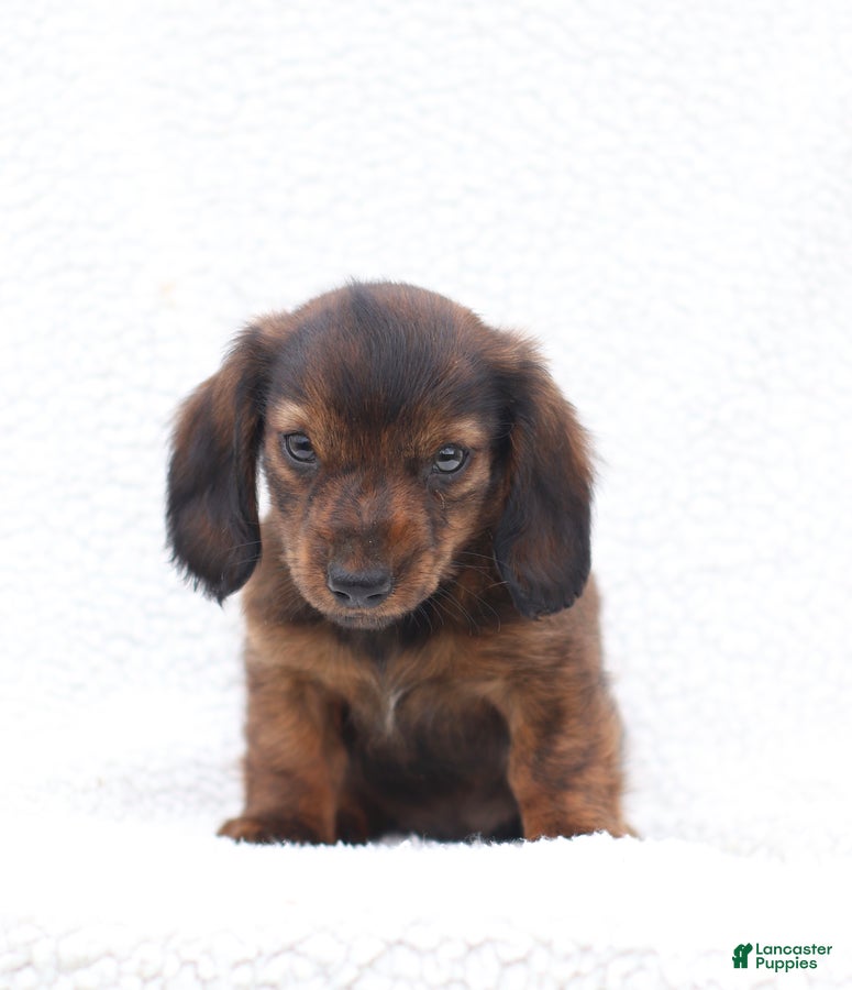 Miniature Dachshund dogs Peter - Ad 2