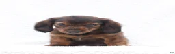 Miniature Dachshund dogs for sale: Peter - Ad 2