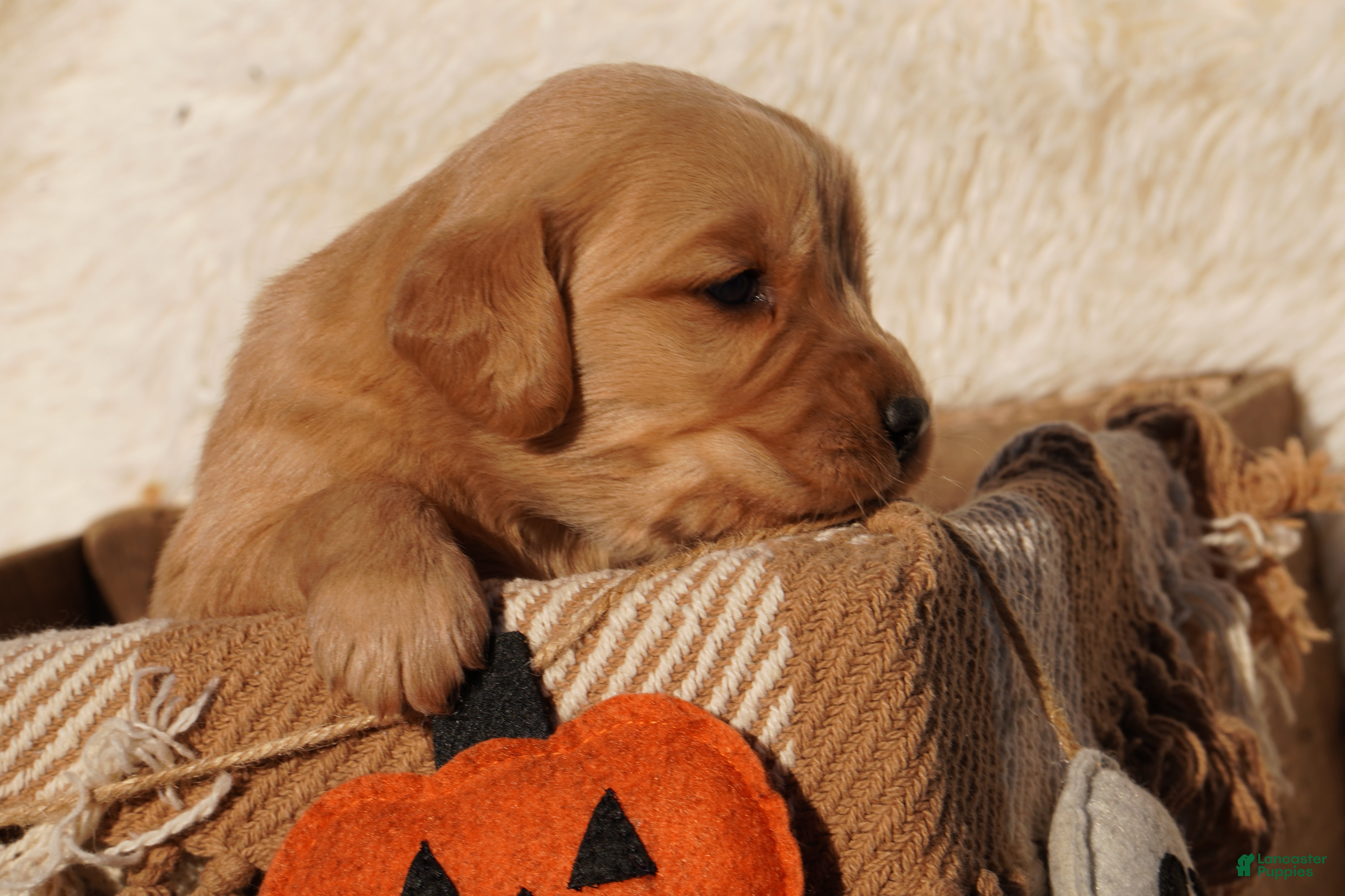 Golden Retriever dogs Ben - AKC, Genetically Clear - Ad 2