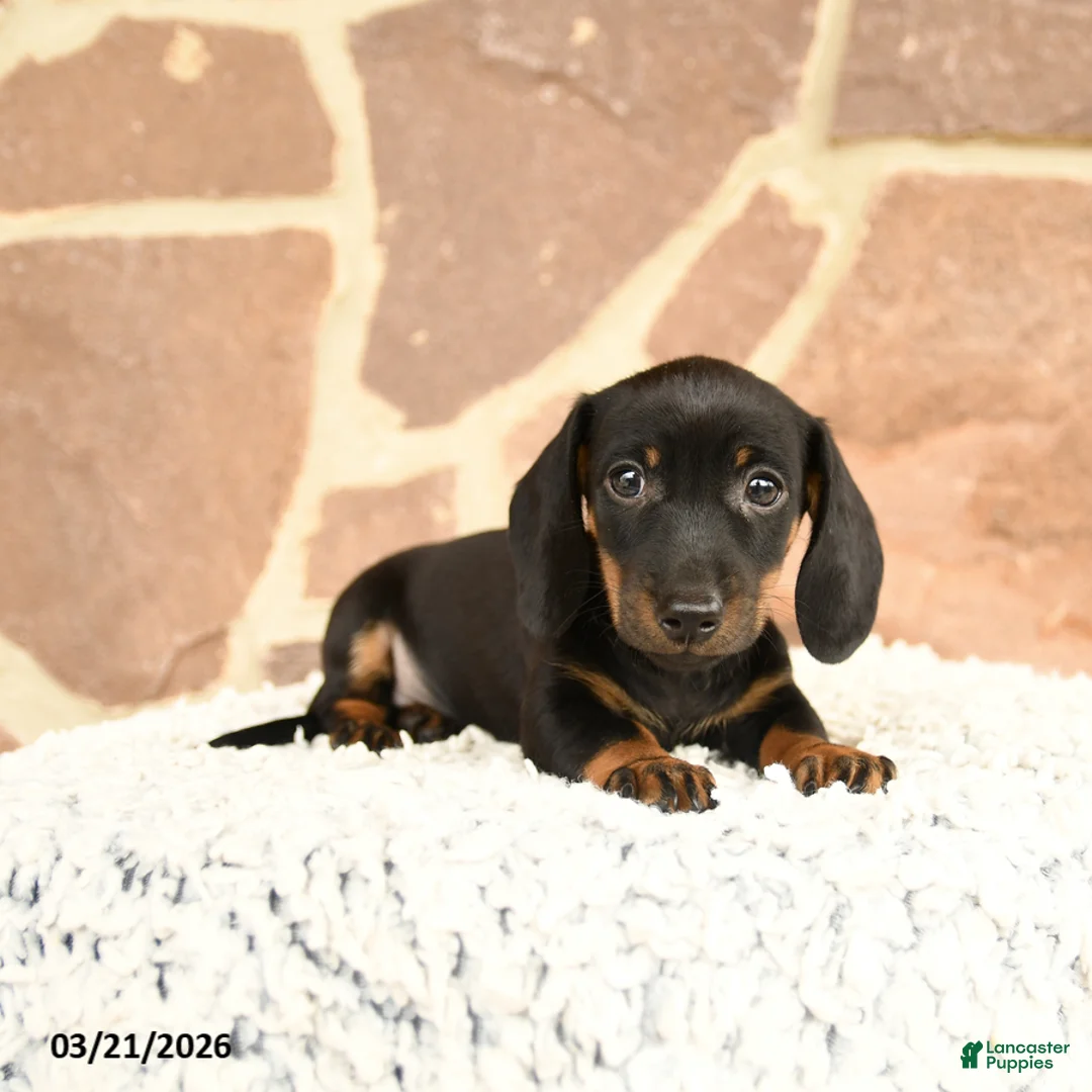 Miniature Dachshund dogs for sale: Dexter - Ad 3