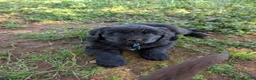 Newfoundland dogs for sale: Halo - Ad 8