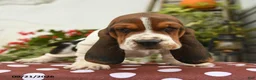 Basset Hound dogs for sale: Judge - Ad 1