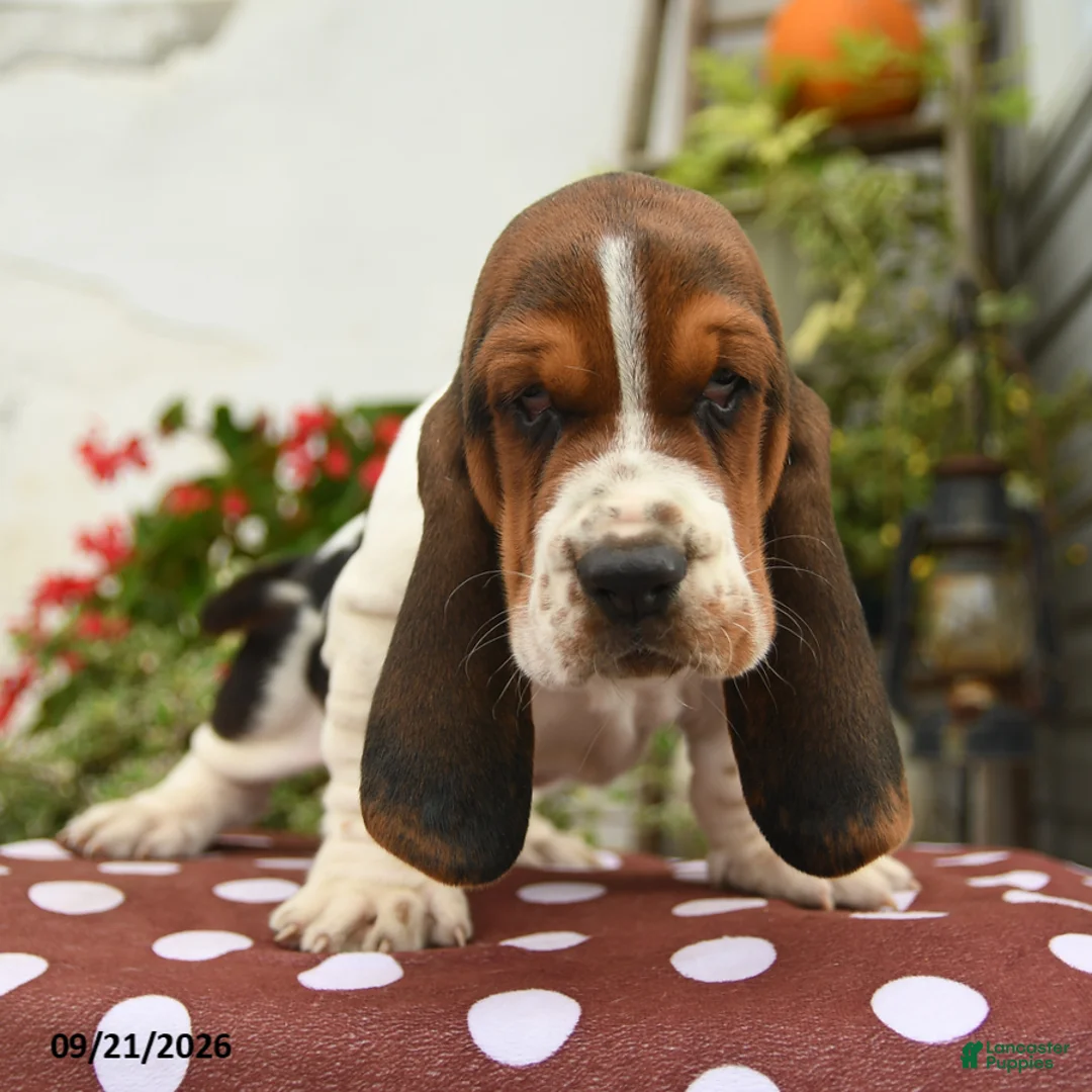 Basset Hound dogs for sale: Judge - Ad 1