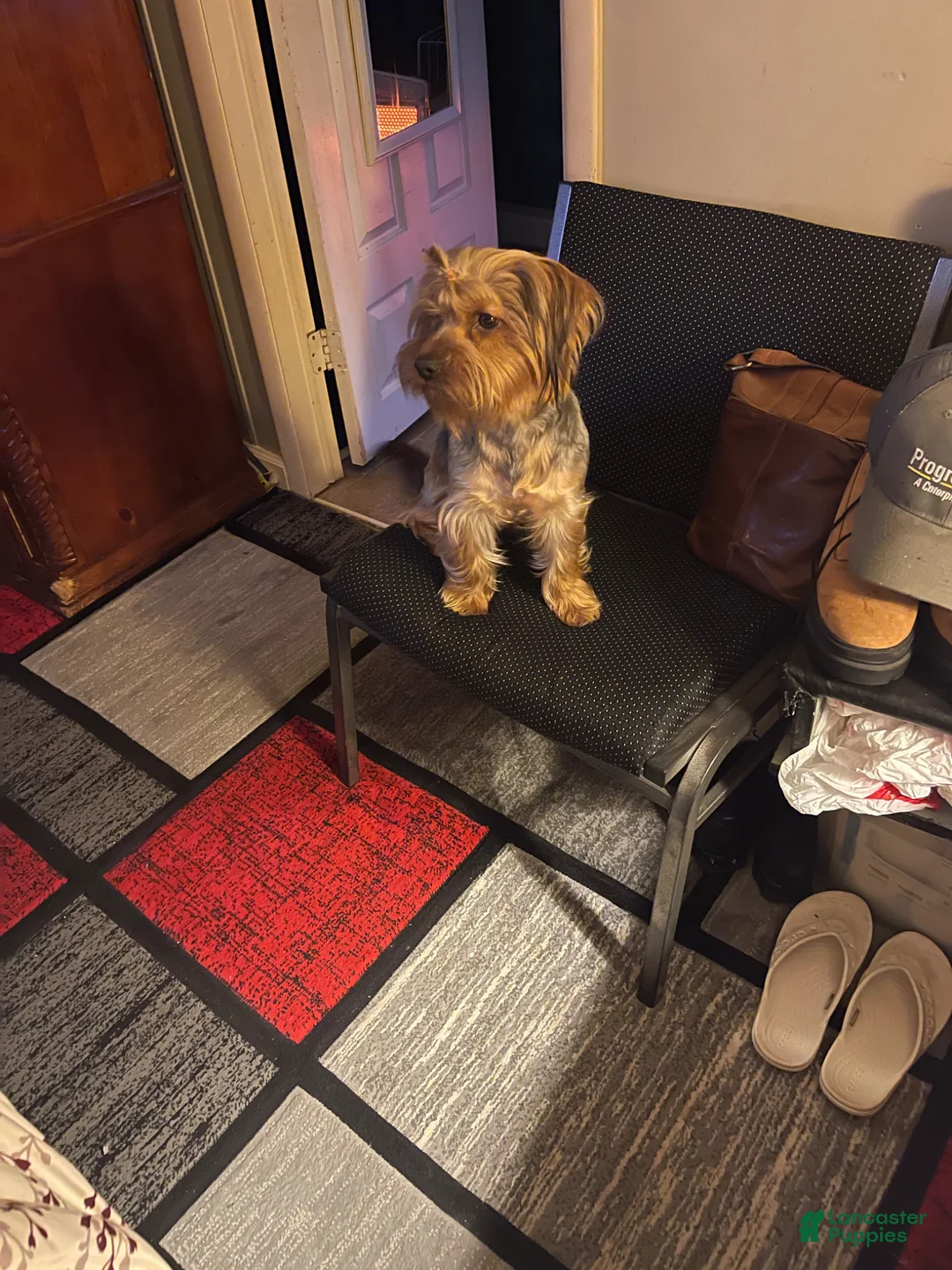 Mixed Breed dogs for sale: Francis AKA ( Fannie)  - Ad 16