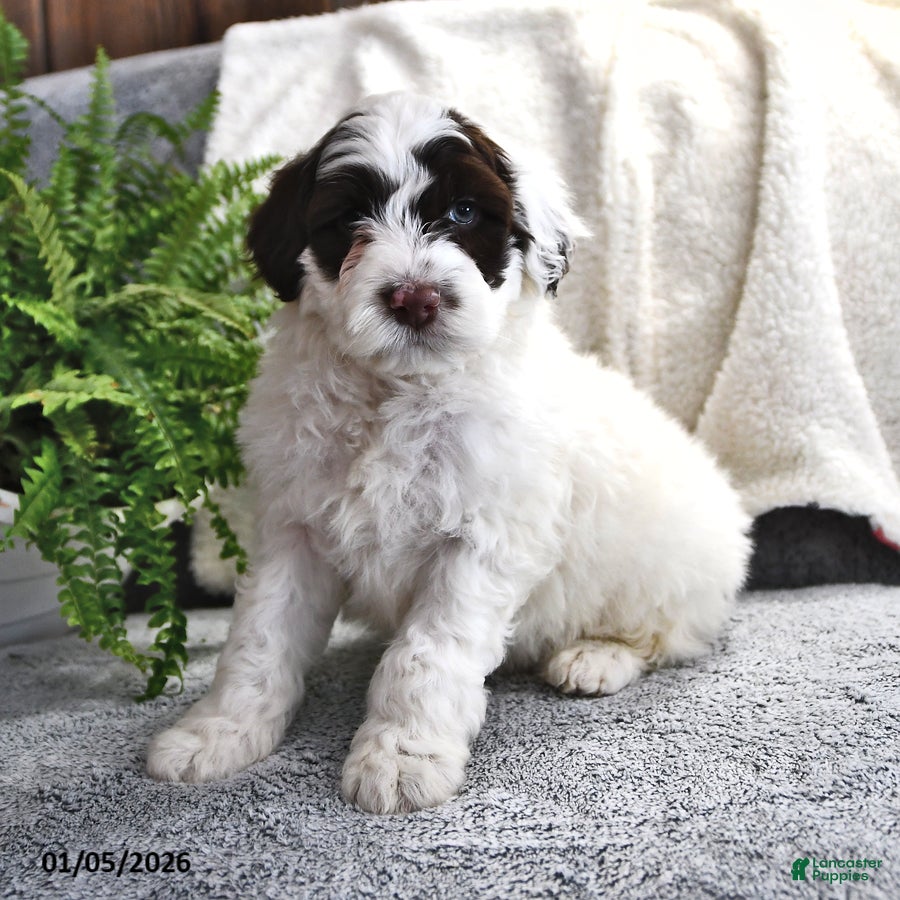 Portuguese Water Dog dogs Doodles - Ad 16