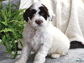 Portuguese Water Dog dogs Doodles - Ad 8