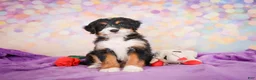Mini Bernedoodle dogs for sale: Sparky - Ad 5