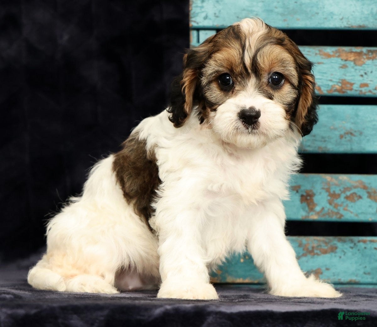Cavapoo dogs Kaitlyn - Ad 1