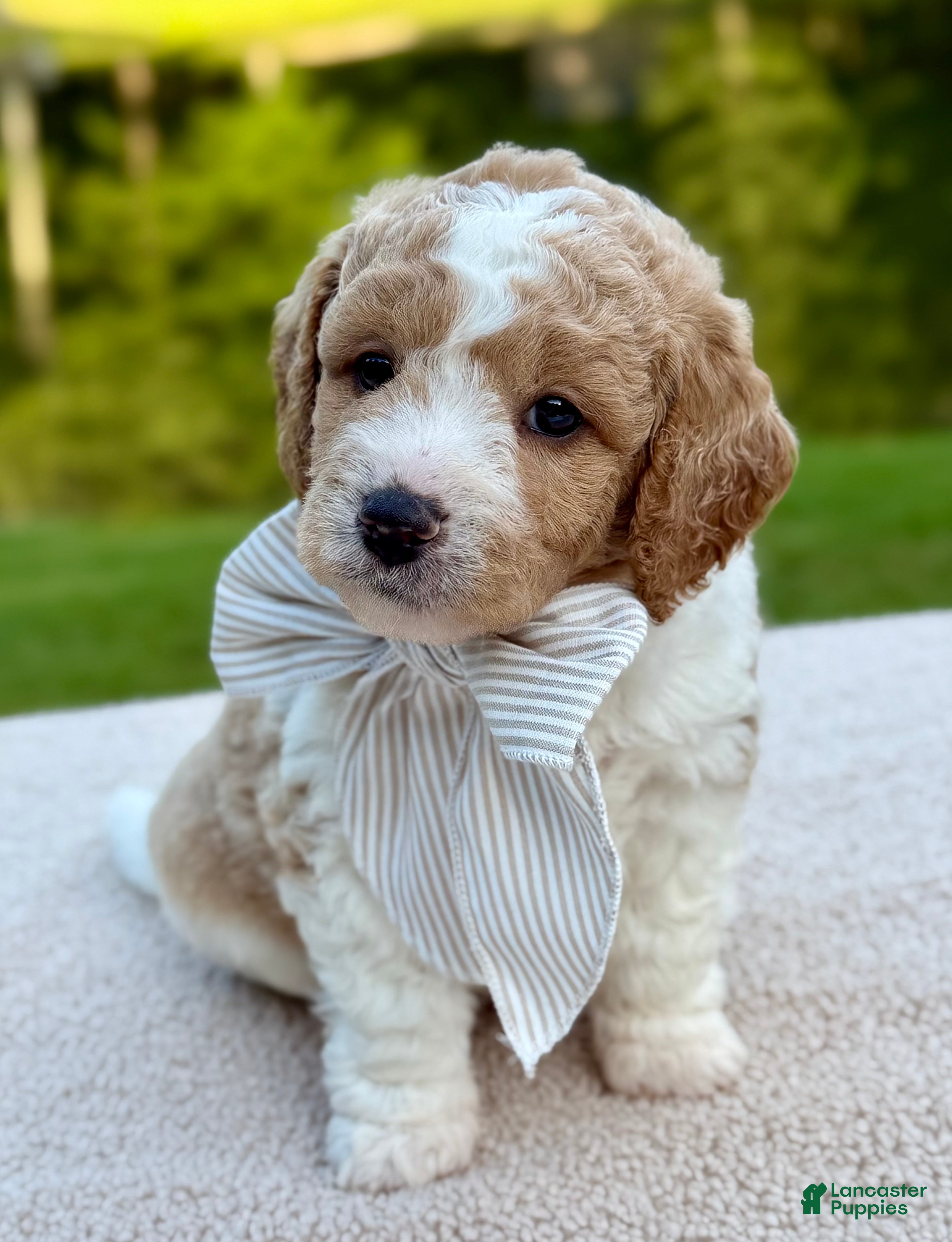 Goldendoodle dogs Buttons  - Ad 1