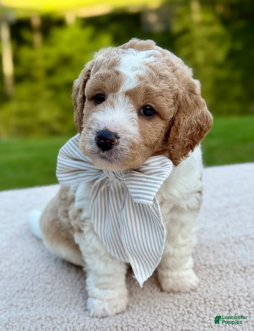 Goldendoodle dogs for sale: Buttons  - Ad 1