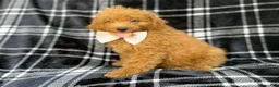 Mini Goldendoodle dogs for sale: Dayton - Ad 4