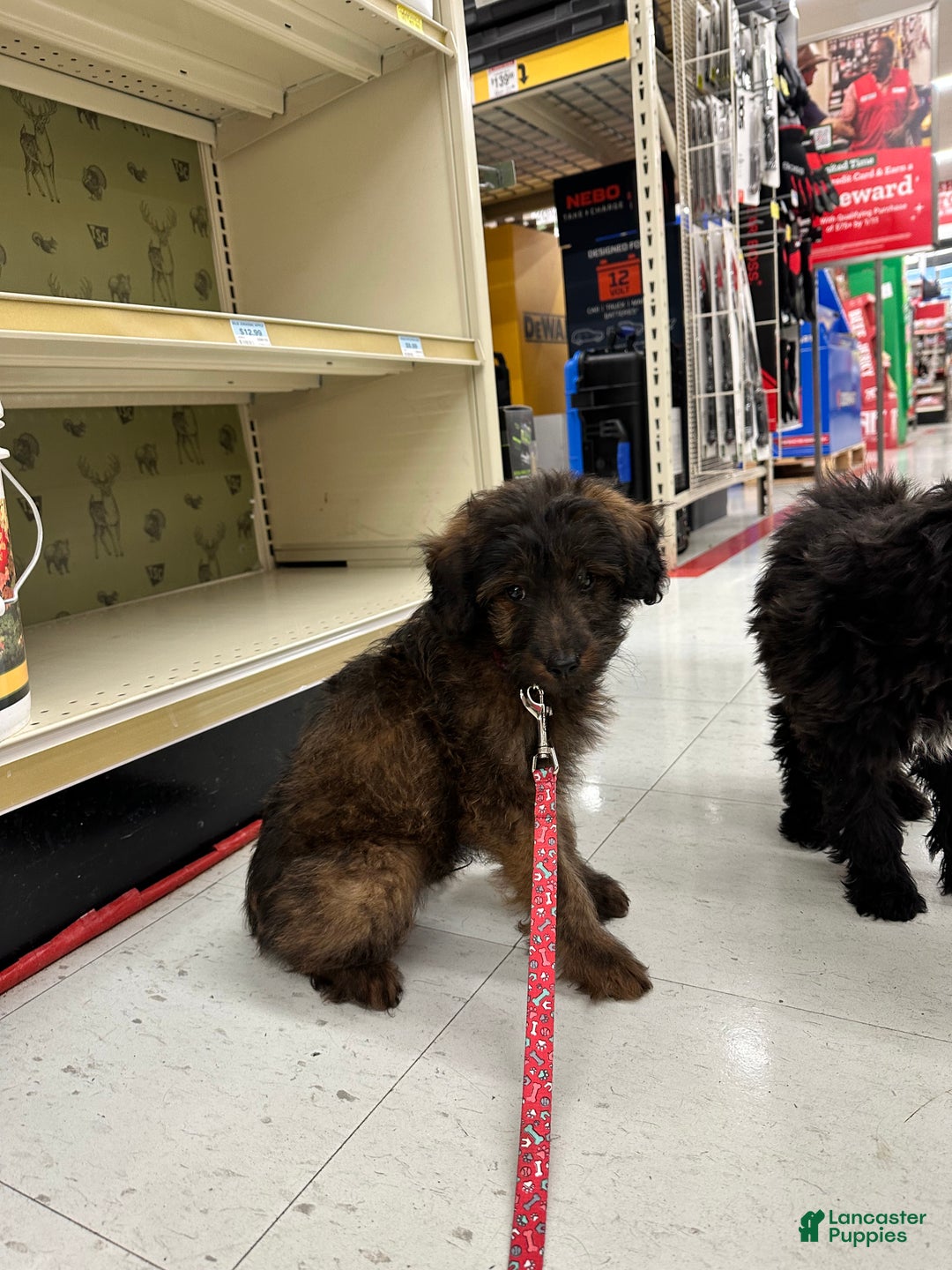 Sheltiedoodle dogs for sale: Sheltiedoodle Puppy 2 - Ad 16